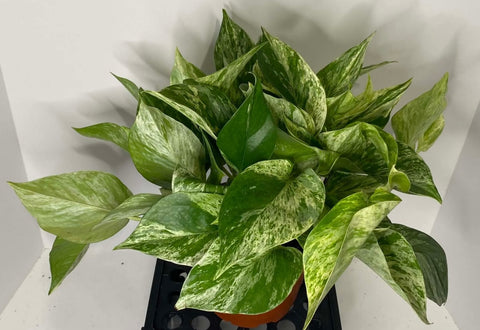 6″ Marble Queen Plant