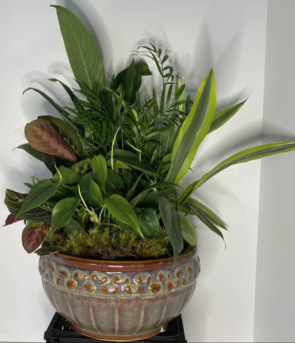 10″ Ceramic Garden (LG) Plant