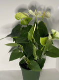 6 inch Anthurium Plant