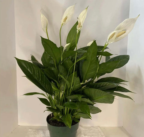 6 inch Peace Lily