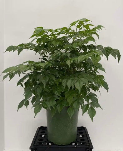 6 inch China Doll Plant