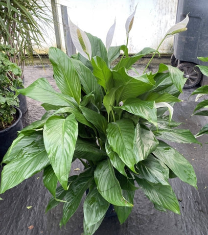 10 inch Peace Lily