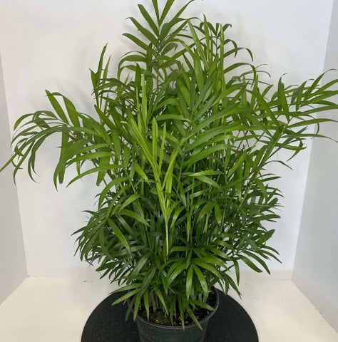 6″ Palm Neanthe Bella Plant